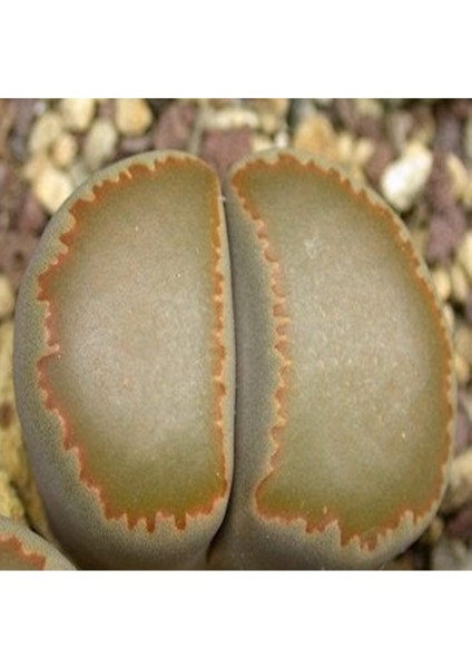 Lithops Villetii Ssp Kennedyi Sukulent Tohumu