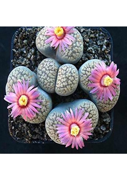 Lithops Verruculosa ‘rose Of Texas’ Sukulent Tohumu