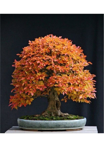 Liquidambar Bonsai Ağacı Tohumu 5 Adet Bonsai Ağacı Tohumu