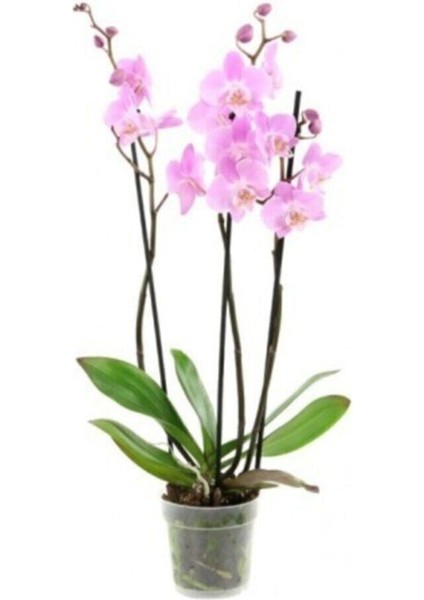 Pembe Orkide Tohumu 5 Adet Tohum Phalaenopsis Çiçek Tohumu fiyatları