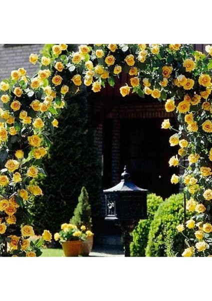 Nadir Ithal Yediveren Sarı Sarmaşık Gül Tohumu 5 Tohum