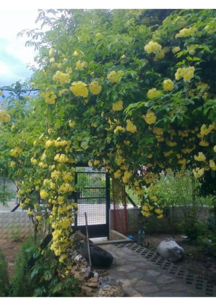 Nadir Ithal Yediveren Sarı Sarmaşık Gül Tohumu 5 Tohum fiyatları
