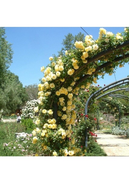 Nadir Ithal Yediveren Sarı Sarmaşık Gül Tohumu 5 Tohum modelleri