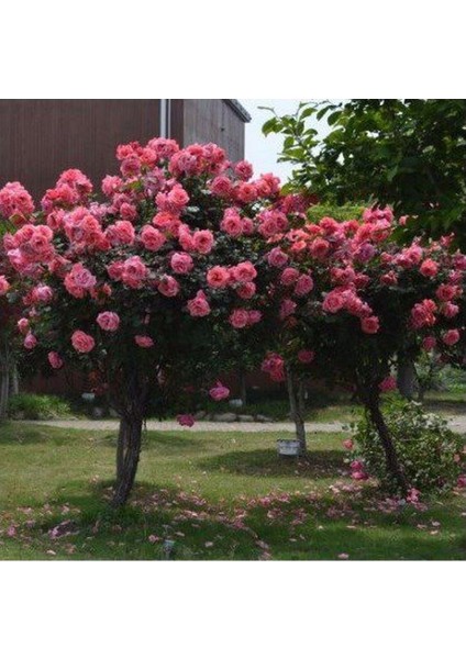 5 Adet Bodur Pembe Gül Ağacı Tohumu