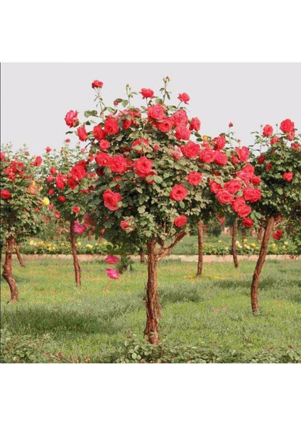 5 Adet Bodur Kırmızı Gül Ağacı Tohumu