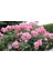 Pembe Yediveren Gül Fidanı Polyanna 1 Adet 15-25 Cm 1
