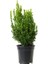 Saksılı Şimşir Fidanı 20-30 Cm (Buxus Sempervirens) 1