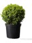 Saksılı Şimşir Fidanı 20-30 Cm (Buxus Sempervirens) 2