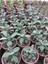 Saksılı Tıbbi Adaçayı Fidanı 10-20 Cm 1 Adet Salvia 3