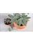 Saksılı Tıbbi Adaçayı Fidanı 10-20 Cm 1 Adet Salvia 4