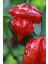 Tohum Dünyam Dünyanın En Acısı Trinidad Scorpion Biber Tohumu / 10 Adet Tohum 2