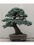 Bodur Mavi Selvi Bonzai Ağacı Tohumu 5 Adet Bonsai Ağacı Tohumu 2