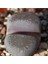 Lithops Comptonii Sukulent Tohumu 1