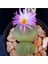 Conophytum Subfenestratum Sukulent Tohumu 1