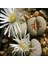 Lithops Julii ‘hot Lips’ Sukulent Tohumu 1