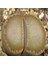 Lithops Villetii Ssp Kennedyi Sukulent Tohumu 1