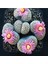 Lithops Verruculosa ‘rose Of Texas’ Sukulent Tohumu 1