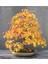 Liquidambar Bonsai Ağacı Tohumu 5 Adet Bonsai Ağacı Tohumu 3