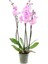 Pembe Orkide Tohumu 5 Adet Tohum Phalaenopsis Çiçek Tohumu 2