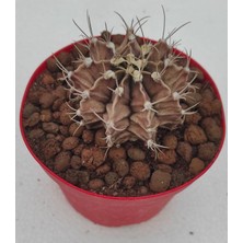 Pagoda Gymnocalycium Mihanovichii 8.5 cm Saksı-Ref Sks U 88/ü80-G