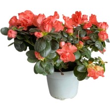 Fidanova Açelya Çiçeği Yavruağzı