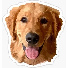 Golden Retriever Köpek Sticker Araba Oto Yapıştırması 17CM A6