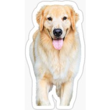 Golden Retriever Köpek Sticker Araba Oto Yapıştırması 17CM B1
