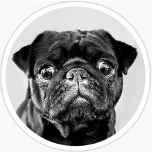 Pug Irkı Cinsi Köpek Sticker Araba Oto Yapıştırması 17CM B1