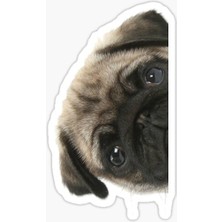 Pug Irkı Cinsi Köpek Sticker Araba Oto Yapıştırması 17CM N8