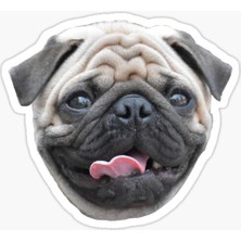 Pug Irkı Cinsi Köpek Sticker Araba Oto Yapıştırması 17CM Z8