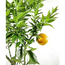 Bitki Fidanım Citrus Melonties Cin Mandalinası Ağacı 70-90 cm