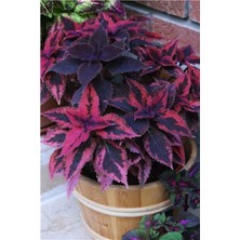 Tohum Dünyam Kadife Pembe Kolyos Yaprağı Tohumu (Yaprağıgüzel)-10 15 Adet