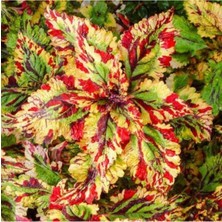 Tohum Dünyam Çilli Kolyos Tohumu (Yaprağıgüzel)-10 15 Adet