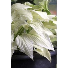 Tohum Dünyam Özel Karbeyaz Kolyos Yaprağı Tohumu (Yaprağıgüzel)-10 15 Adet