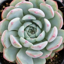 Tohum Dünyam Echeveria Minima Sukulent Tohumu