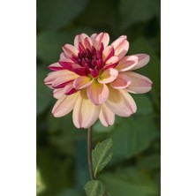 Tohum Dünyam Mıgnon Yıldız Dahlıa Çiçek Tohumu 10 15 Pembe Renk