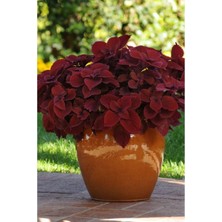 Tohum Dünyam 10 Adet Kırmızı Kadife Renkli Kolyos Çiçeği Tohumu