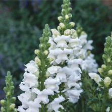Tohum Dünyam Antirrhinum Majus 'royal Bride' Çiçek Tohumu