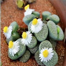 Tohum Dünyam Lithops Fulviceps ‘aurea’ Sukulent Tohumu