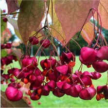 Tohum Dünyam Euonymus Planipes Çiçek Tohumu