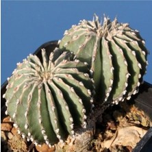 Tohum Dünyam Geohintonia Mexicana Kaktüs Tohumu