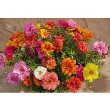 Tohum Dünyam Ipek Şelaki Kedi Tırnağı Çiçeği Tohumu 10 12 Adet