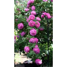 Tohum Dünyam 15 Adet Pembe Renkli Katmerli Sarmaşık Gül Tohumu