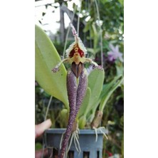 Tohum Dünyam 10 Adet Kraliçe Orkide Çiçek Tohumu