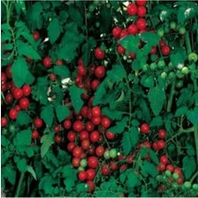 Tohum Dünyam 10 Adet Sweetie Domates Tohumu