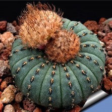 Tohum Dünyam Frailea Castanea Kaktüs Tohumu