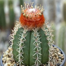 Tohum Dünyam Melocactus Matanzanus Kaktüs Tohumu