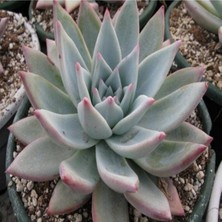 Tohum Dünyam Echeveria Colorata – Tapalpa Sukulent Tohumu