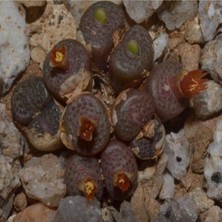 Tohum Dünyam Conophytum Armianum Sukulent Tohumu