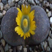 Tohum Dünyam Lithops Hookeri V Marginata Sukulent Tohumu
